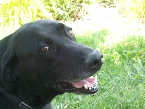 Our Dog Harley
